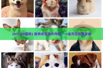 (bingo猫狗) 宠物冰淇淋大作战——全方位攻略手册